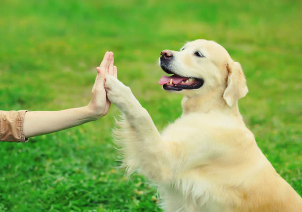 Vínculo puro